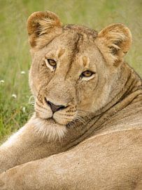 Lioness stare by Marijke Arends-Meiring