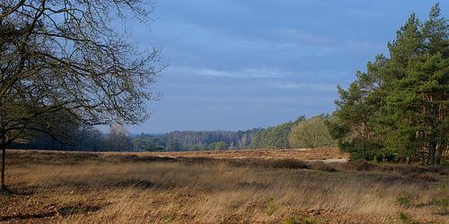 Forêt de Deeler dans la lumière d'hiver