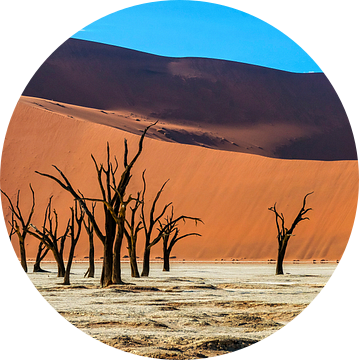 Panoramafoto van de Deadvlei, Namibië van Rietje Bulthuis