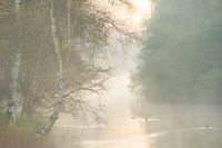 Sunrise with fog Amsterdam Water Supply Dunes