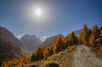 Gouden lariksen en landschap in Arolla Wallis