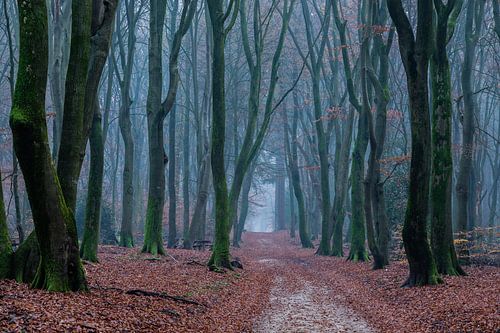 Pfad durch den tanzenden Wald
