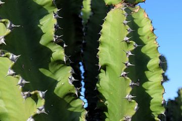 Close-up van cactusplant tegen een felblauwe lucht van Studio LE-gals