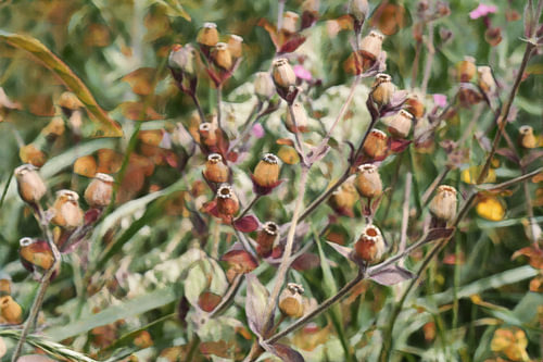 Botanische fotografie in een nieuw abstract werk , een sfeervol veld vol zaden van de koekoeksbloem