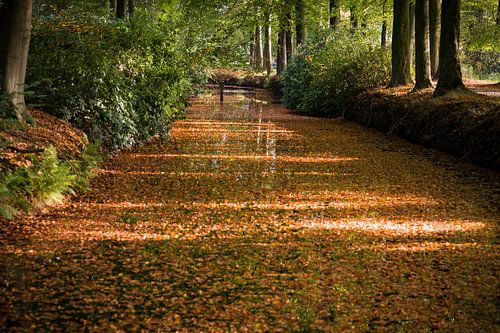  Herbstblätter auf dem Wasser