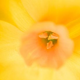De gele narcis van Manon Moller Fotografie
