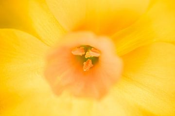De gele narcis van Manon Moller Fotografie