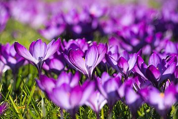 Crocussen in de lente. van Aukelien Philips