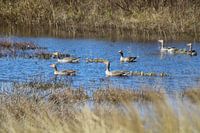Vogels in de natuur