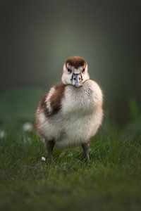 Portrait d'une jeune oie du Nil | birdphotography | wildlife