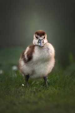 Portret van een jonge Nijlgans | birdphotography | wildlife van Laura Dijkslag