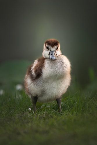 Portret van een jonge Nijlgans | birdphotography | wildlife
