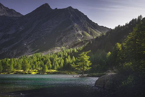 Een dennenboom langs de oevers van het meer van Arpy. Valle d'Aosta