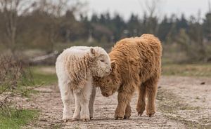 Schottische Highlander Kälber blond und rotbraun