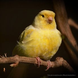 Gele vogel in stadsdierentuin Alkmaar van Teus van Keulen