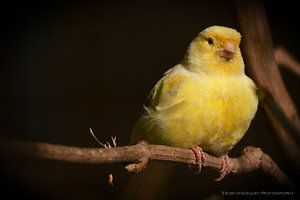 Gele vogel in stadsdierentuin Alkmaar van Teus van Keulen
