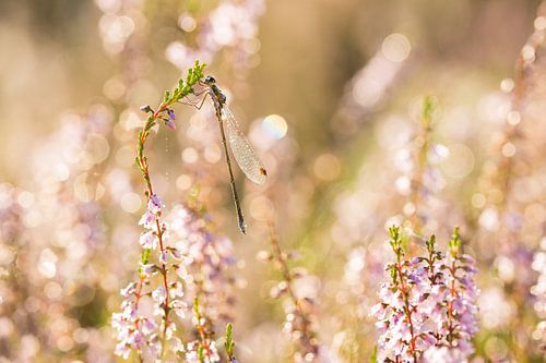Pantserjuffer in roze