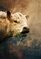 Galloway-Rinder in einem malerischen Licht