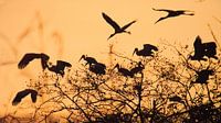 Vogelvlucht bij zonsondergang