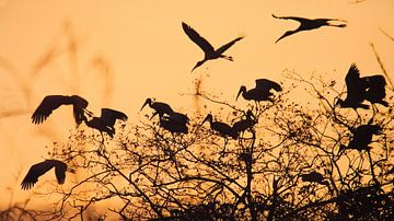 Vogelvlucht bij zonsondergang
