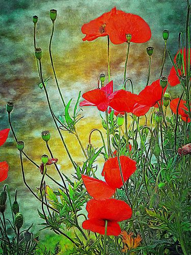 Trots als een klaproos