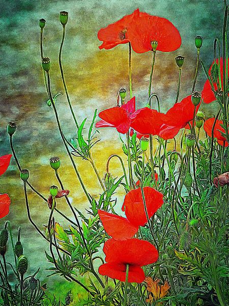 Proud As A Poppy by Dorothy Berry-Lound