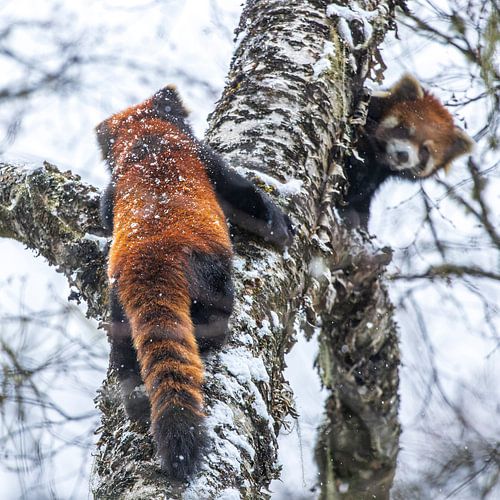 Two red pandas are looking at each other.