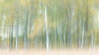 Birch grove by Ria Bloemendaal thumbnail