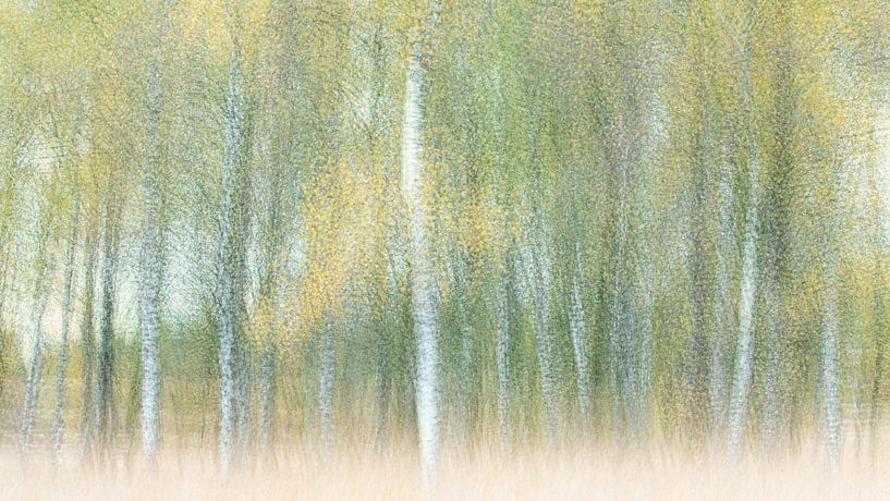 Birch grove by Ria Bloemendaal