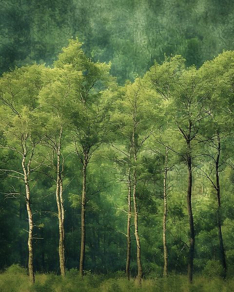 Mystische Stimmung im Wald von fernlichtsicht