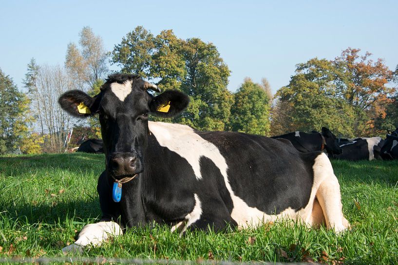 zwartbonte koe liggend in de wei van ChrisWillemsen