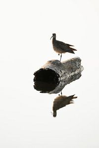Reflexion der Stille - Einsamer Beobachter auf einem Baumstamm - Vogel - Wasser