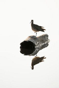 Reflexion der Stille - Einsamer Beobachter auf einem Baumstamm - Vogel - Wasser von Femke Ketelaar