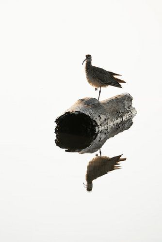 Reflectie van Rust Eenzame Wachter op een Boomstam vogel water