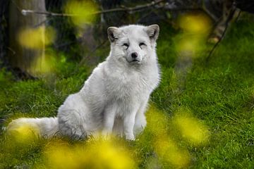 Arctic Fox by Chihong