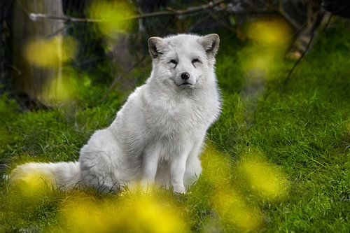 Arctic Fox