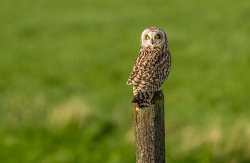 Short-eared owl perches on a pole by Hans Hut