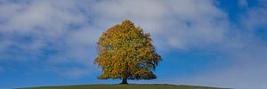 Rotbuche im Herbst