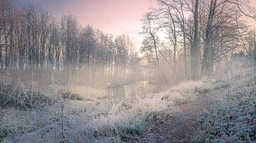 Waldlandschaft nach frostigem Morgennebel von Marita Autering