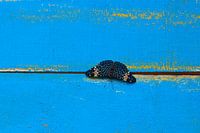 Blue finder