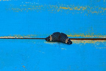 Blauwe cracker vlinder van Ronald Mallant