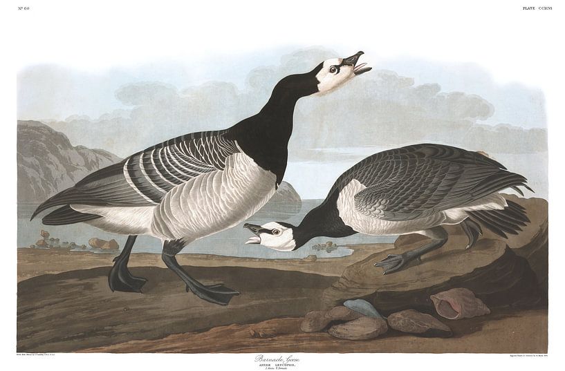 Barnacle Goose by Birds of America