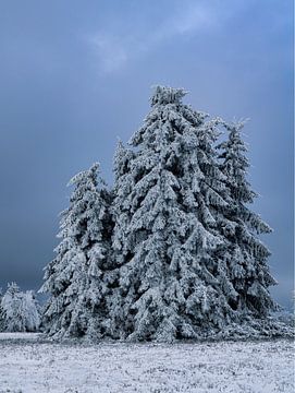 Dennenbomen in de sneeuw van Sylvia Remenyi-Kuiper