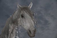 Windpferd 5