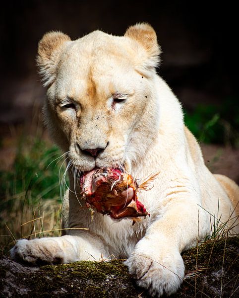 Lioness with prey by Michelle van den Boom