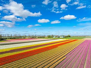 Tulpen auf einem Feld mit Wolken darüber im Frühling, gesehen von