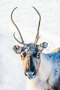Portrait of a reindeer in the snow during winter