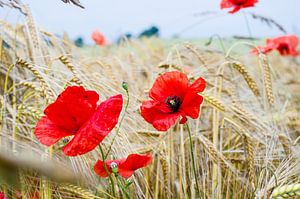 Des coquelicots entre les blés