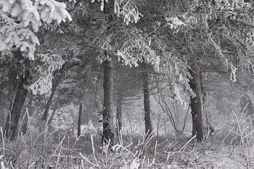 Een besneeuwd bos in de winter van Claude Laprise