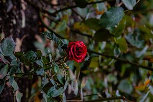 Une rose rouge dans un parc à Copenhague